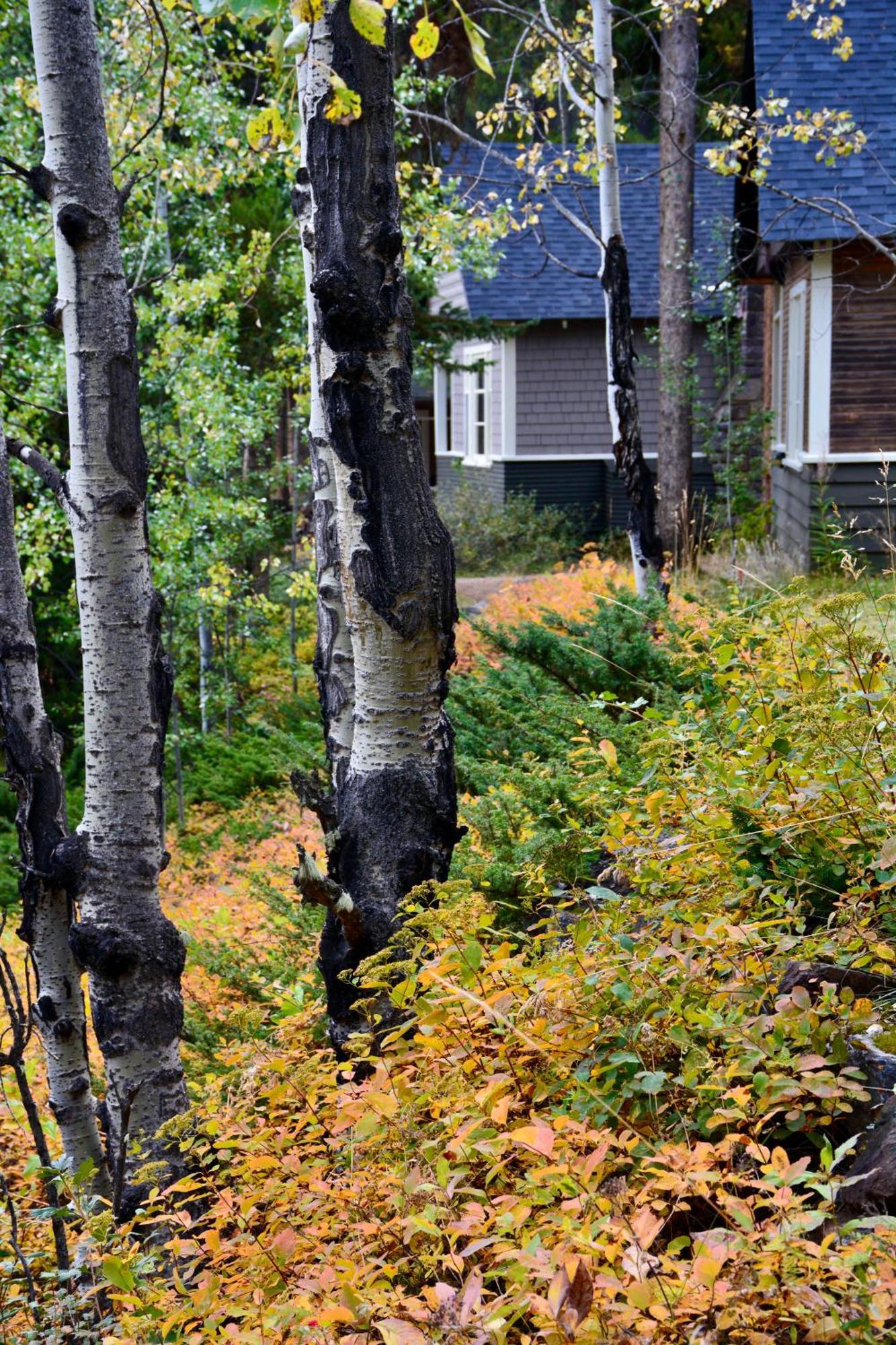 Johnston Canyon Lodge & Bungalows キャッスル・ジャンクション エクステリア 写真